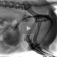 Contrast Fluoroscopic Study