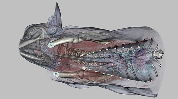 X-Ray system custom design, CBCT (cone beam computed tomography) system design and software, CBCT system trajectory registration (measurement), non-ideal andarbitrary system tarjectory support algorithms and software, X-Ray for equine, companion animal and veterinary applications, demo for download available