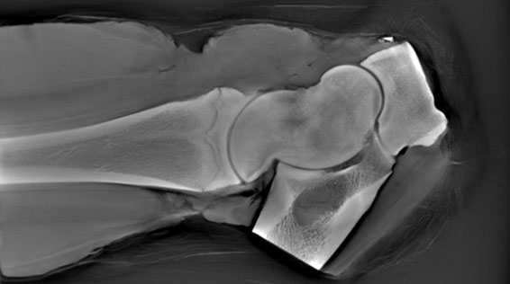 X-Ray system custom design, CBCT (cone beam computed tomography) system design and software, CBCT system trajectory registration (measurement), non-ideal andarbitrary system tarjectory support algorithms and software, X-Ray for equine , companion animal and veterinary applications, demo for download available