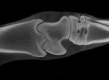 Equine computed tomographic imaging, horse leg 3D scanning, equine X-Ray study