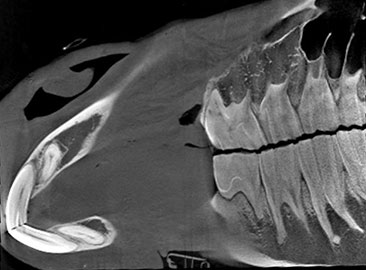 HORSE HEAD (DENTAL) STUDY