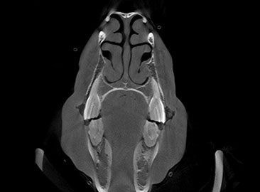 HORSE HEAD (DENTAL) STUDY